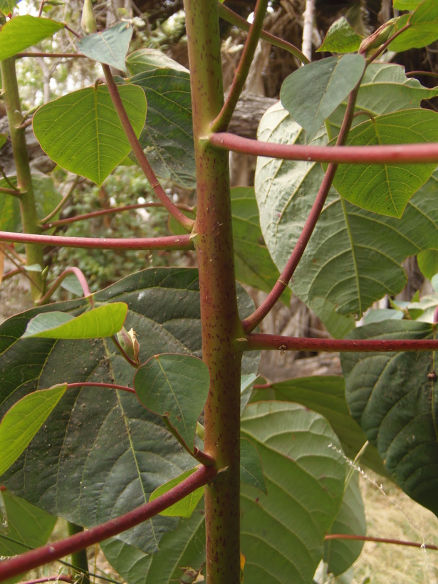 Image of Chinese tallow