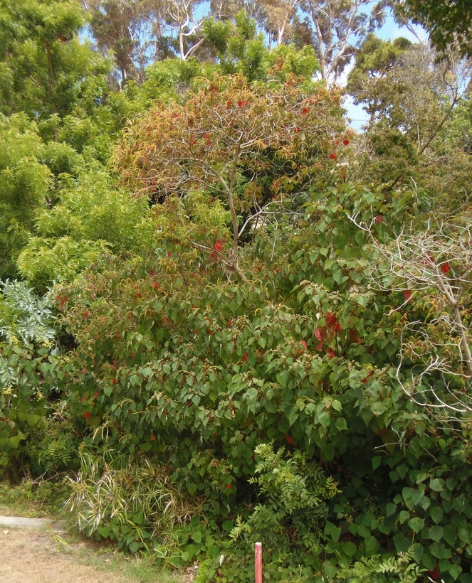 Image of Chinese tallow