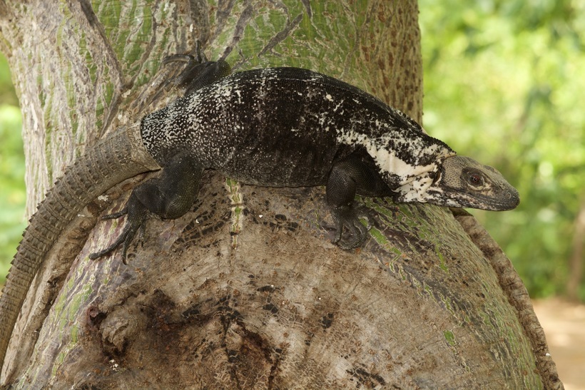 Слика од Ctenosaura acanthura (Shaw 1802)