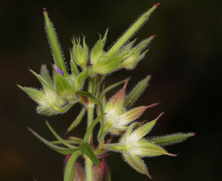 Plancia ëd Geranium dissectum L.