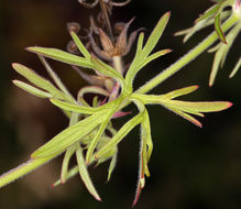 Plancia ëd Geranium dissectum L.