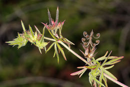 Plancia ëd Geranium dissectum L.