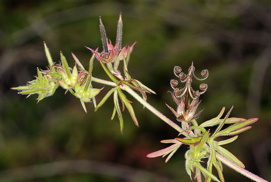 Imagem de Geranium dissectum L.