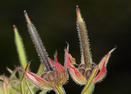 Imagem de Geranium dissectum L.