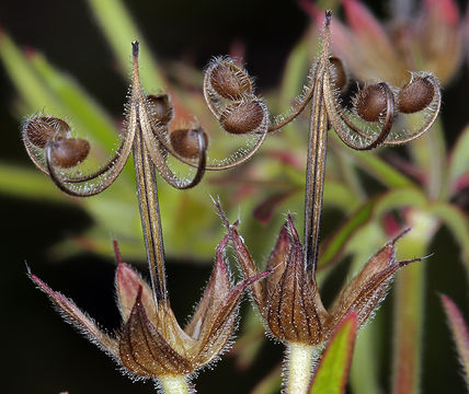 Plancia ëd Geranium dissectum L.