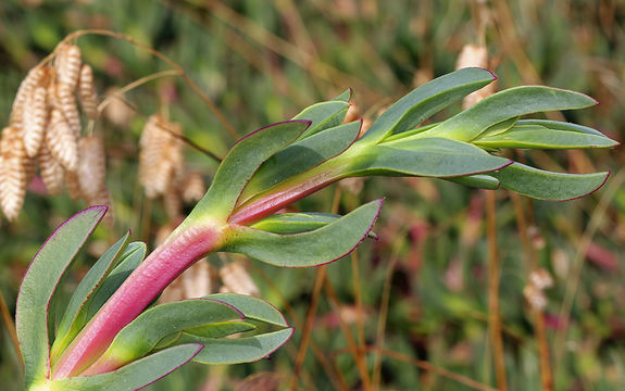 Image of ice plant