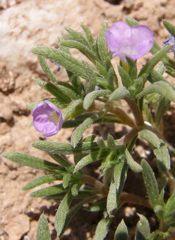 Image of Stevens' fiddleleaf