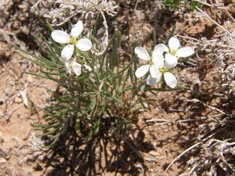 Image of White Sands fanmustard