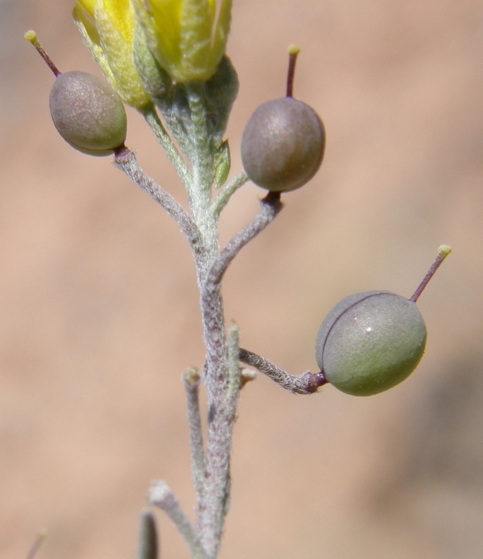 Image of Gordon's bladderpod