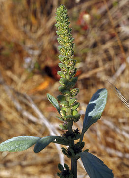 Image of silver bur ragweed