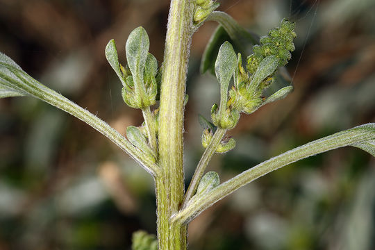 Image of silver bur ragweed