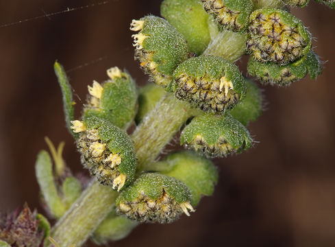 Image of silver bur ragweed