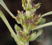 Image of silver bur ragweed