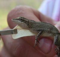 Image of White Anole