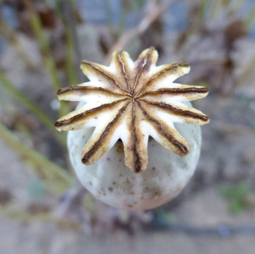 Image of opium poppy