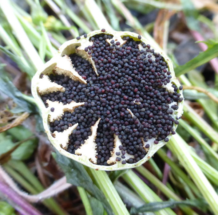 Image of opium poppy