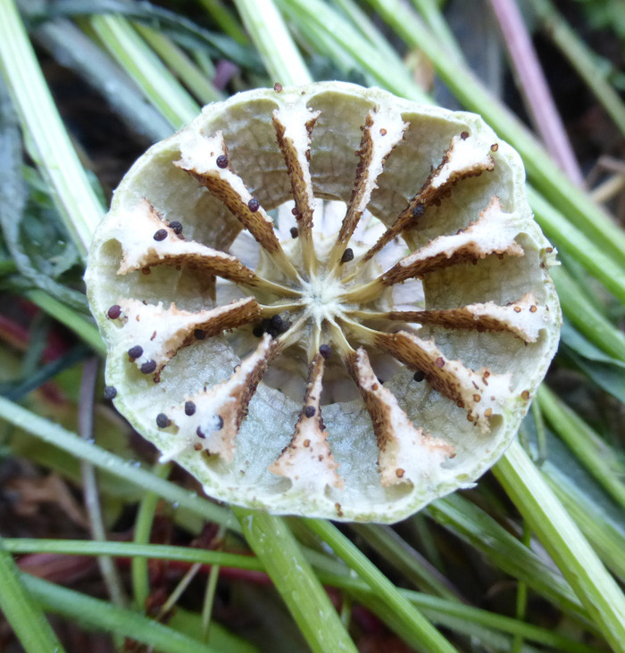 Image of opium poppy