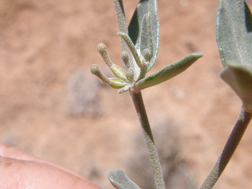 Acleisanthes lanceolata (Wooton) R. A. Levin resmi