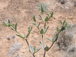 Acleisanthes lanceolata (Wooton) R. A. Levin resmi