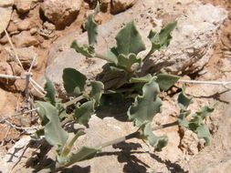 Image of angel's trumpets