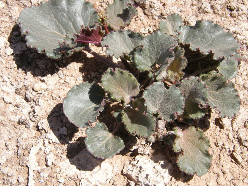 Image of gypsum ringstem