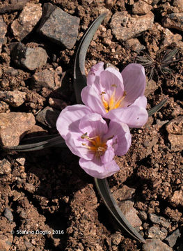 Sivun Colchicum triphyllum Kunze kuva