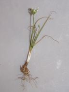 Image of largeflower onion