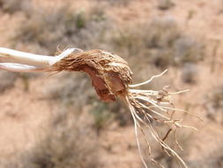 Image of largeflower onion