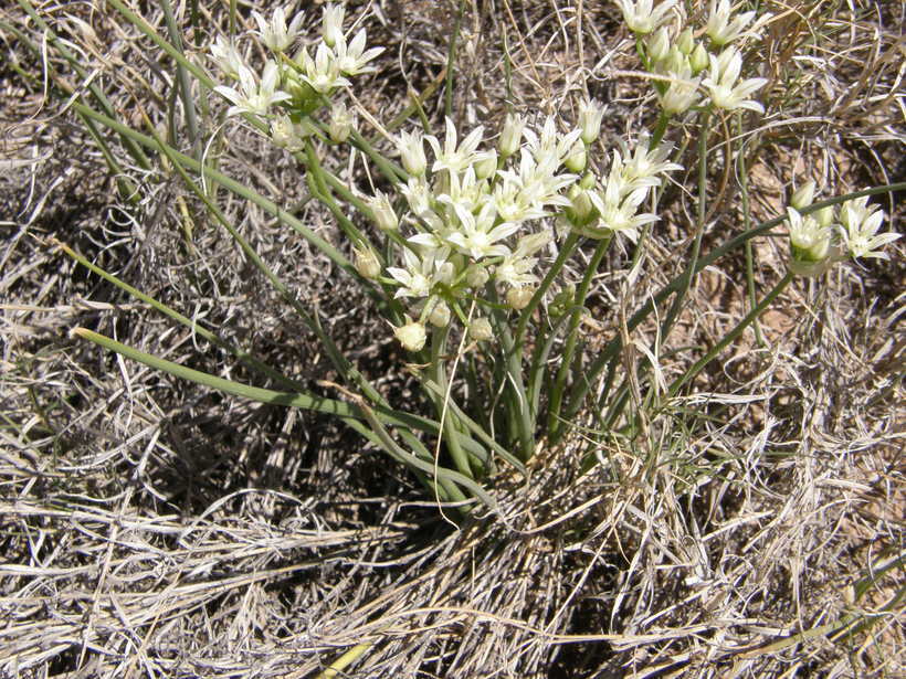 Image of largeflower onion