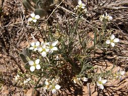 Image of White Sands fanmustard