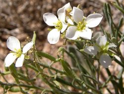 Image of White Sands fanmustard