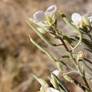 Image of White Sands fanmustard