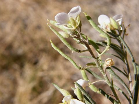 Image of White Sands fanmustard