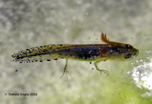 Image of Italian crested newt