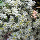 Image of gray rupturewort