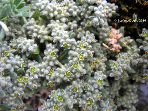 Image of gray rupturewort