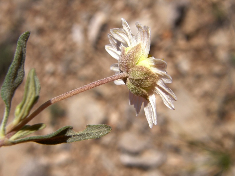 Image of plains blackfoot