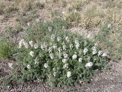 Image of silky sophora