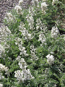 Image of silky sophora