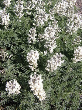 Image of silky sophora