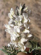 Sophora nuttalliana B. L. Turner resmi