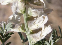 Sophora nuttalliana B. L. Turner resmi