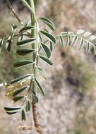 Image of silky sophora