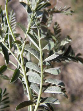 Image of silky sophora