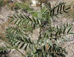 Image of silky sophora