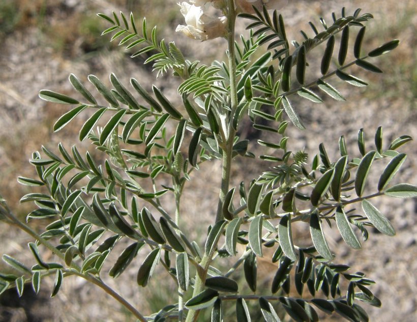 Sophora nuttalliana B. L. Turner resmi