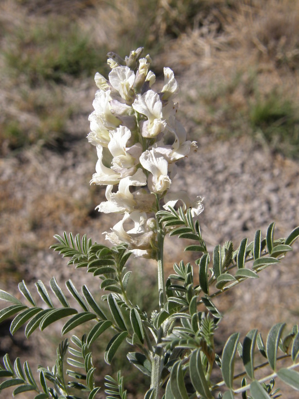 Sophora nuttalliana B. L. Turner resmi