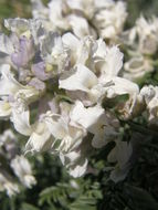 Image of silky sophora