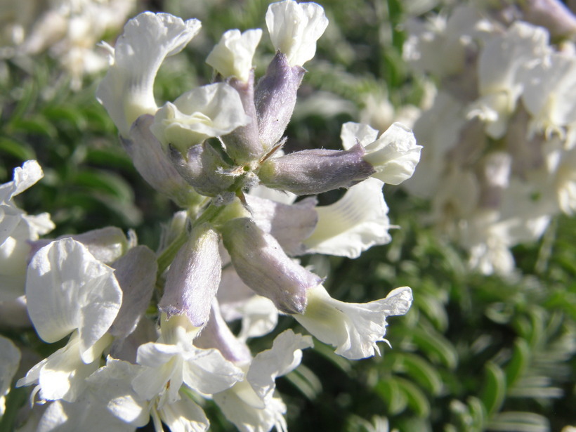 Image of silky sophora