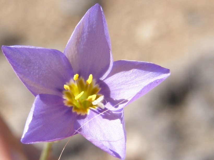 Image of bluebowls